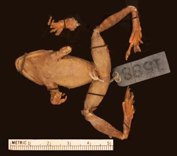 Media type: image;   Herpetology A-1588